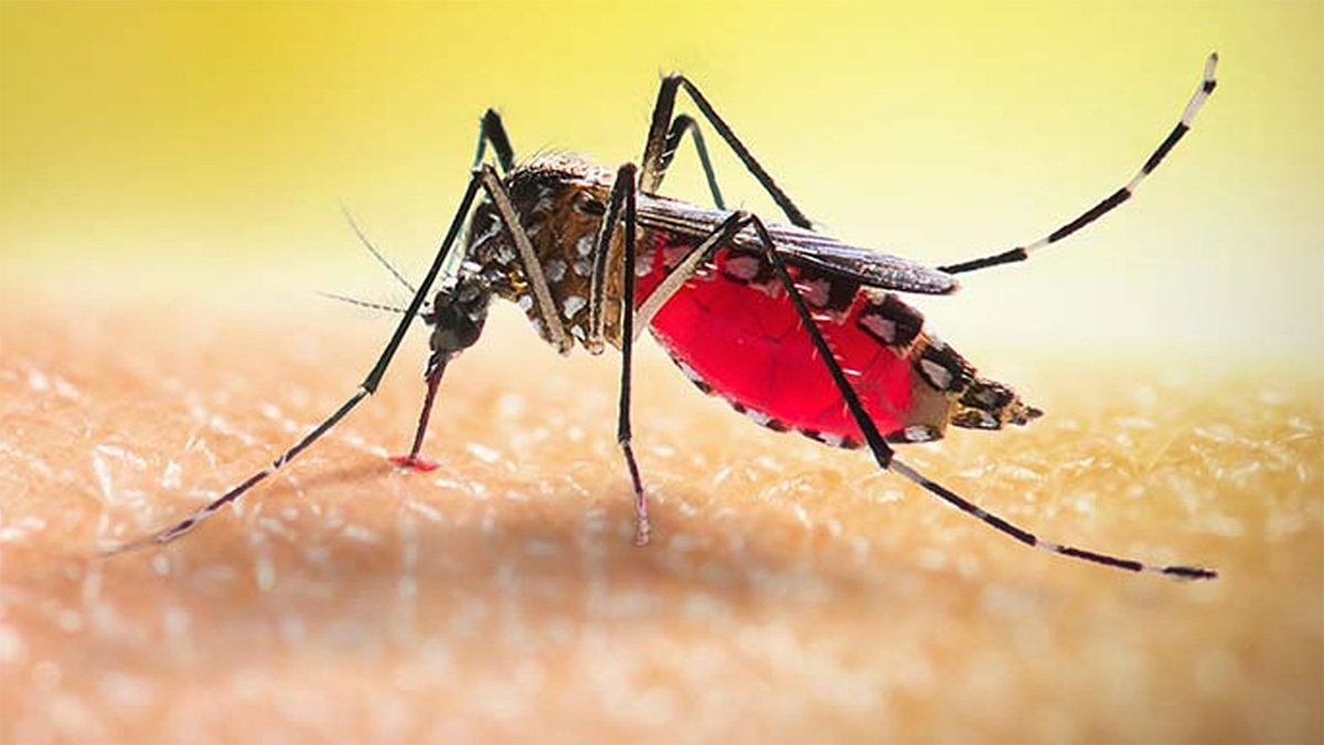 ডেঙ্গু আপডেট বাংলাদেশ ২০২৪