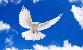 জীবনে শান্তি নেই