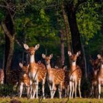 পৃথিবী বিখ্যাত প্রাকৃতিক সৌন্দর্য: অসাধারণ স্থানসমূহ