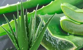 অ্যালোভেরার জাদুকরী গুণ: হজম শক্তি বৃদ্ধি ও সুস্থতায় এর সঠিক ব্যবহার