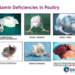ব্রয়লার মুরগির হাড় খাওয়া কি স্বাস্থ্যের জন্য ক্ষতিকর? জেনে নিন আসল তথ্য