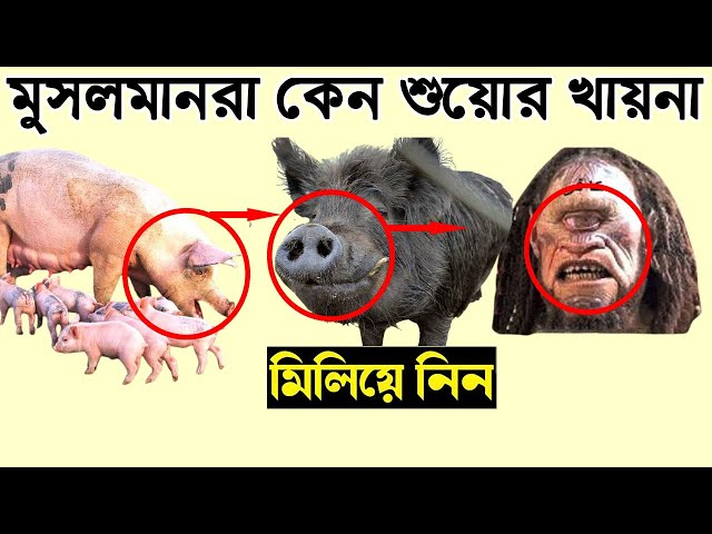 আল্লাহ কেন শুকর সৃষ্টি করেছেন? ধর্ম, বিজ্ঞান ও ইতিহাসের আলোকে এক বিশেষ বিশ্লেষণ