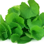 কে-বিউটির গোপন রহস্য আমাদের থানকুনি পাতা: ত্বকের যত্নে সেনটেল্লা এশিয়াটিকার জাদুকরী উপকারিতা