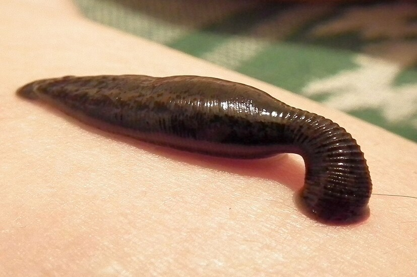 জোঁক