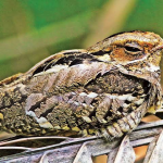 প্রকৃতির রহস্যময় ছদ্মবেশী: রাতচরা পাখির জীবন, স্বভাব ও সাম্প্রতিক হুমকি