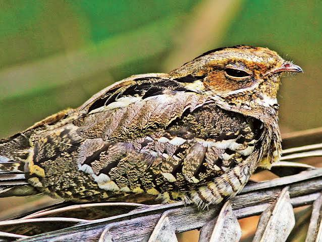 রাতচরা পাখি কেন ছদ্মবেশী