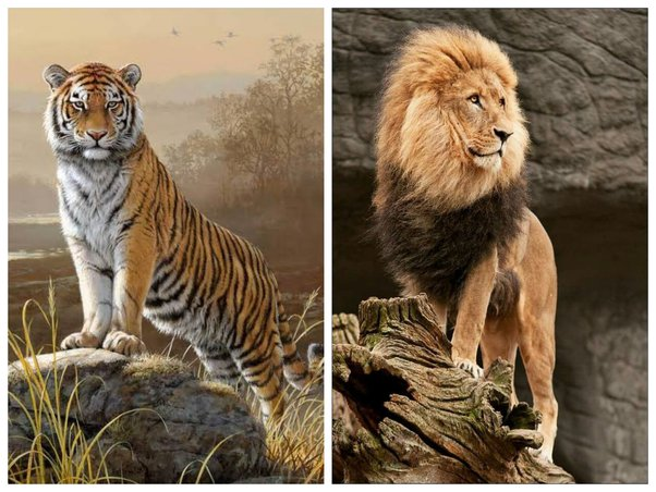 বাঘ নাকি সিংহ: শক্তি, সামাজাকতা ও রাজকীয়তার লড়াইয়ে আসল ‘পশুরাজ’ কে?