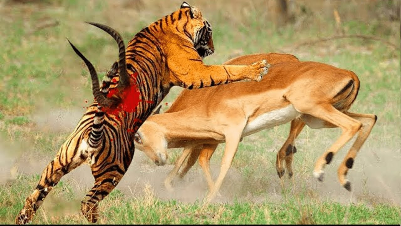 বাঘ ও হরিণের দৌড়: গতিবিদ্যা, প্রাণীবিজ্ঞান এবং জীবনের গভীর রূপক