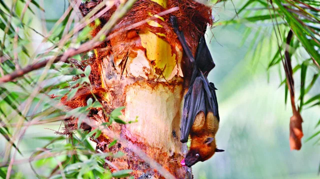 নিপা ভাইরাস ও কাঁচা খেজুরের রস: মৃত্যুর ঝুঁকি ও নিরাপদ থাকার উপায়
